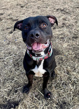 Load image into Gallery viewer, Dog Collar/ Christmas Plaid Dog Collar/ Holiday Plaid Dog Collar/ Winter Plaid Dog Collar/ Christmas Colors Dog Collar/ Fabric Dog Collar