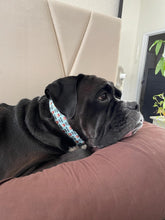 Load image into Gallery viewer, Stud Muffin Dog Collar