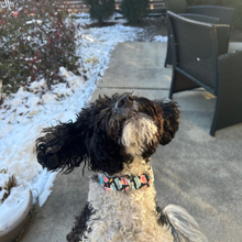 Load image into Gallery viewer, Dog Collar/ Fast as Fuck Dog Collar/ Fast Dog Dog Collar/ Swearing Dog Collar/ Adult Dog Collar/Fabric Dog Collar
