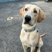 Load image into Gallery viewer, Dog Collar/ Squirrel Patrol Dog Collar/ Dog Themed Dog Collar/ Fabric Dog Collar
