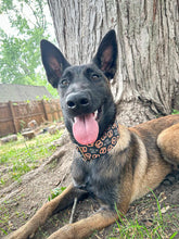 Load image into Gallery viewer, Dog Collar/ Pretzel Dog Collar/ Salty Dog Collar/ A Little Salty Dog Collar/ Food Dog Collar/ Fabric Dog Collar