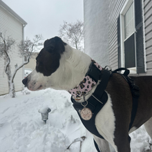 Load image into Gallery viewer, Dog Collar/ Cheetah Print Dog Collar/ Gold Blush Dog Collar/ Animal Print Dog Collar/ Metallic Dog Collar/ Fabric Dog Collar