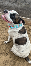 Load image into Gallery viewer, Dog Collar/ Total Shit Show Dog Collar/ Flower Dog Collar/ Funny Dog Collar/ Swearing Dog Collar/ Adult Dog Collar/Fabric Dog Collar
