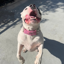 Load image into Gallery viewer, Dog Collar/ Badass B*tch Dog Collar/ Cussing Dog Collar/ Swear Dog Collar/ Naughty Dog Collar/ Fabric Dog Collar