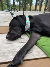 Load image into Gallery viewer, Dog Collar/ Coffee Dog Collar/ Iced Coffee Dog Collar/ Mint Dog Collar/ Blue Dog Collar