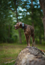 Load image into Gallery viewer, Dog Collar/ Wild Dog Collar/ Green Hiking Dog Collar/ Mountains Dog Collar/ Autumn Dog Collar/ Fabric Dog Collar