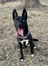 Load image into Gallery viewer, Dog Collar/ Christmas Plaid Dog Collar/ Holiday Plaid Dog Collar/ Winter Plaid Dog Collar/ Christmas Colors Dog Collar/ Fabric Dog Collar