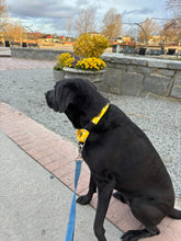 Load image into Gallery viewer, Dog Collar/ Bees Dog Collar/ Yellow Dog Collar/ Bumble Bee Dog Collar/ Dog Accessories