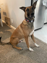 Load image into Gallery viewer, Dog Collar/ Gothic Valentine Dog Collar/ Anti-Valentines Day Dog Collar/ Spooky Valentine Dog Collar/ Fabric Dog Collar