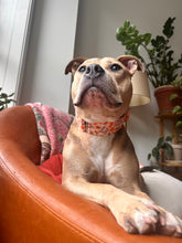 Load image into Gallery viewer, Spice Girl Dog Collar/ Pumpkin Spice Dog Collar
