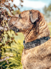 Load image into Gallery viewer, Dog Collar/ Skeleton Dinosaurs Dog Collar/ Black Dog Collar/ Dino Skeleton Dog Collar/ Funny Dog Collar/ Fabric Dog Collar