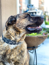 Load image into Gallery viewer, Dog Collar/ Skeleton Dinosaurs Dog Collar/ Black Dog Collar/ Dino Skeleton Dog Collar/ Funny Dog Collar/ Fabric Dog Collar