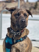Load image into Gallery viewer, Mountain Dog Collar