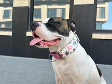 Load image into Gallery viewer, Dog Collar/ Pittie Unicorn Dog Collar/ You Are Magic Dog Collar/ Pitbull Dog Collar/ Fabric Dog Collar