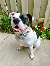 Load image into Gallery viewer, Dog Collar/ Petunia Dog Collar/ Petunia Flowers Dog Collar/ Multicolored Flowers Dog Collar/ Fabric Dog Collar