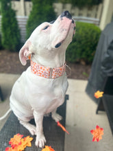 Load image into Gallery viewer, Spice Girl Dog Collar/ Pumpkin Spice Dog Collar