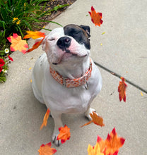 Load image into Gallery viewer, Spice Girl Dog Collar/ Pumpkin Spice Dog Collar