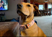 Load image into Gallery viewer, Eat a Bag of D*cks Dog Collar