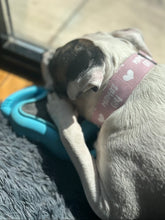 Load image into Gallery viewer, Dog Collar/ Mamas Girl Dog Collar/ Dog Mom Dog Collar/ Gray Dog Collar