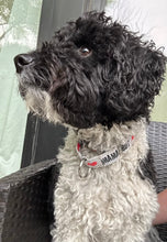Load image into Gallery viewer, Dog Collar/ Mamas Boy Dog Collar/ Valentines Dog Collar/ Gray Dog Collar