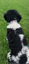 Load image into Gallery viewer, Dog Collar/ Mamas Boy Dog Collar/ Valentines Dog Collar/ Gray Dog Collar