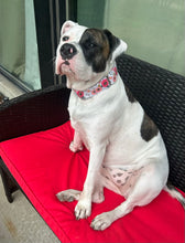 Load image into Gallery viewer, Dog Collar/ Fresh Out of F*cks Dog Collar/ Flower Dog Collar/ Cussing Dog Collar/Fabric Dog Collar