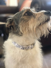 Load image into Gallery viewer, Silver Engagement Ring Dog Collar