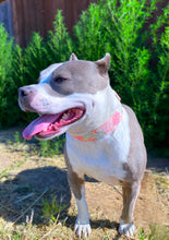 Load image into Gallery viewer, Dog Collar/ Shells Dog Collar/ Oyster Dog Collar/ Summer Dog Collar/ Ocean Dog Collar