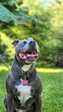 Load image into Gallery viewer, Dog Collar/ Caramel Apples Dog Collar/ Fall Food Dog Collar/ Apples Dog Collar/ Autumn Dog Collar/ Fabric Dog Collar
