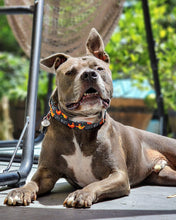 Load image into Gallery viewer, Dog Collar/ Chicken Butt Dog Collar/ Guess What Dog Collar/ Funny Dog Collar/ Jokes Dog Collar