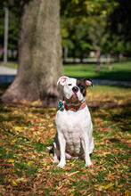 Load image into Gallery viewer, Orange and Blue Fall Plaid Dog Collar