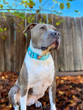 Load image into Gallery viewer, Dog Collar/ Love A Bull Dog Collar/ Pitbull Dog Collar/ Pittie Dog Collar/ Fabric Dog Collar