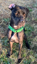 Load image into Gallery viewer, Dog Collar/ Dog's Holiday Dog Collar/ May Your Snow Be White Dog Collar/ Woof Wishes Dog Collar/ Funny Holiday Dog Collar/ Fabric Dog Collar