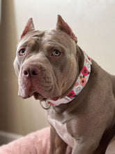 Load image into Gallery viewer, Dog Collar/ Fresh Out of F*cks Dog Collar/ Flower Dog Collar/ Cussing Dog Collar/Fabric Dog Collar