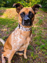 Load image into Gallery viewer, Dog Collar/ Neutral Cheetah Dog Collar/ Leopard Dog Collar/ Animal Print Dog Collar/ Autumn Dog Collar/ Fabric Dog Collar