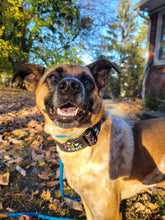 Load image into Gallery viewer, Dog Collar/ Be Kind or Be Quiet Dog Collar/ Kindness Dog Collar/ Be Kind Dog Collar/ Encouraging Dog Collar/ Fabric Dog Collar