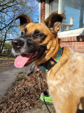 Load image into Gallery viewer, Dog Collar/ Neon Flowers Dog Collar/ Bright Flowers Dog Collar/ Watercolor Flowers Dog Collar/ Spring Dog Collar