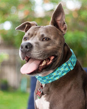 Load image into Gallery viewer, Dog Collar/ Suns Out Tongues Out Dog Collar/ Sunshine Dog Collar/ Summer Dog Collar/ Spring Dog Collar
