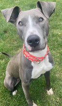 Load image into Gallery viewer, Dog Collar/ Adopt Me Dog Collar/ Shelter Dog Collar/ Red Dog Collar