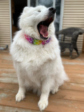 Load image into Gallery viewer, Dog Collar/ Mermaid Dog Collar/ Colorful Dog Collar/ Rainbow Dog Collar/ Fabric Dog Collar