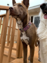 Load image into Gallery viewer, Dog Collar/ Bright Leopard Dog Collar/ Neon Cheetah Dog Collar/ Lisa Frank Vibes Dog Collar/ Spring Dog Collar