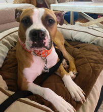 Load image into Gallery viewer, Dog Collar/ Adopt Me Dog Collar/ Shelter Dog Collar/ Red Dog Collar