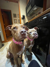 Load image into Gallery viewer, Dog Collar/ Egg Dog Collar/ Easter Dog Collar/ Pink Egg Dog Collar/ Spring Dog Collar/ Food Dog Collar