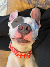 Load image into Gallery viewer, Dog Collar/ Adopt Me Dog Collar/ Shelter Dog Collar/ Red Dog Collar