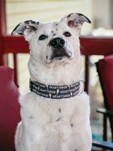 Load image into Gallery viewer, Dog Collar/ Heartthrob Dog Collar/ Valentines Dog Collar/ Love Dog Collar/ Heart Throb Dog Collar/ Fabric Dog Collar