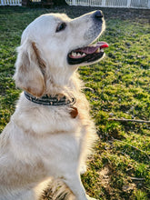 Load image into Gallery viewer, Dog Collar/ Heartthrob Dog Collar/ Valentines Dog Collar/ Love Dog Collar/ Heart Throb Dog Collar/ Fabric Dog Collar