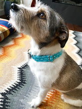 Load image into Gallery viewer, Dog Collar/ It's a Boy Dog Collar/ Baby Announcement Dog Collar/ Gender Dog Collar