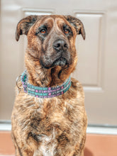 Load image into Gallery viewer, Dog Collar/ Gotcha Day Dog Collar/ Its My Gotcha Day Dog Collar/ Celebrate Dog Collar/ Fabric Dog Collar