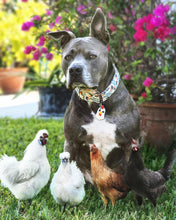 Load image into Gallery viewer, Dog Collar/ F*ck A Doodle Doo Dog Collar/ Rooster Dog Collar/ Adult Dog Collar/Fabric Dog Collar