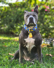Load image into Gallery viewer, Dog Collar/ Duck Around and Find Out Dog Collar/ Rubber Duck Dog Collar/ Duck Dog Collar/ Spring Dog Collar